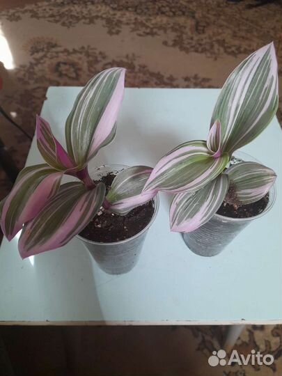 Традесканция нанук