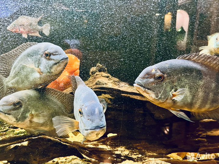 Цихлида, Пситакус (Hoplarchus psittacus)