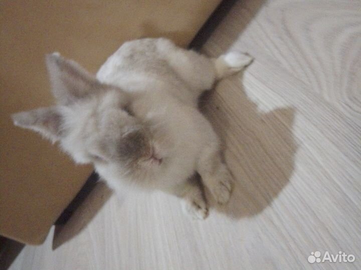 Домашний кролик