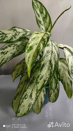 Папоротник