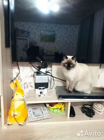 Потерялся кот