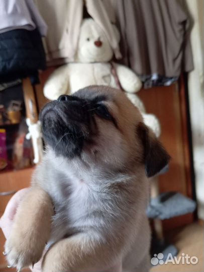 Щенки мопса