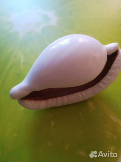 Морские ракушки раковины