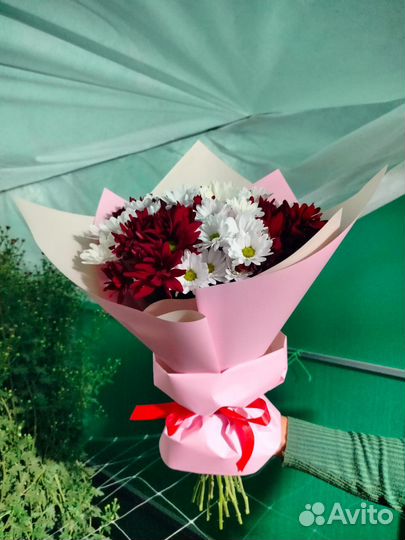 Хризантема