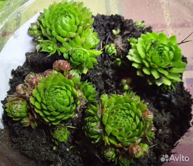 Молодило(каменная роза)