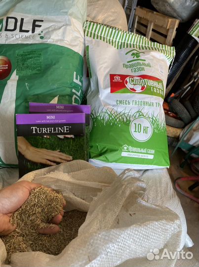 Семена травы газонной