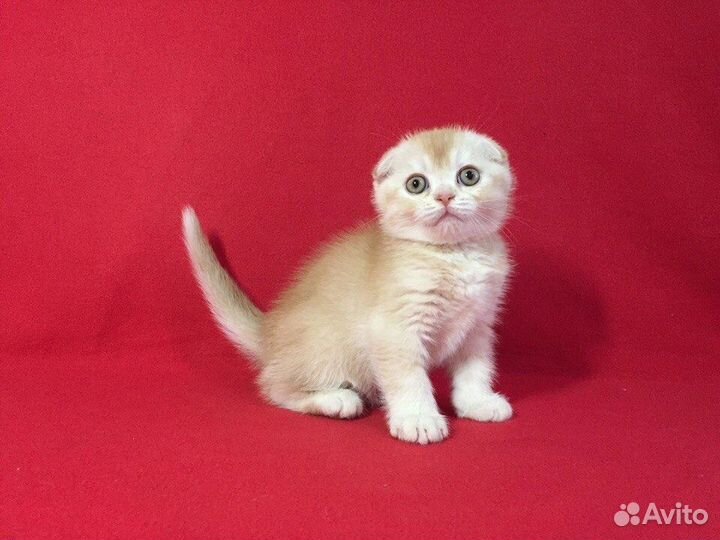 Котик беби-фейс