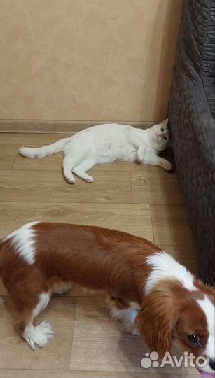 Передержка домашних животных