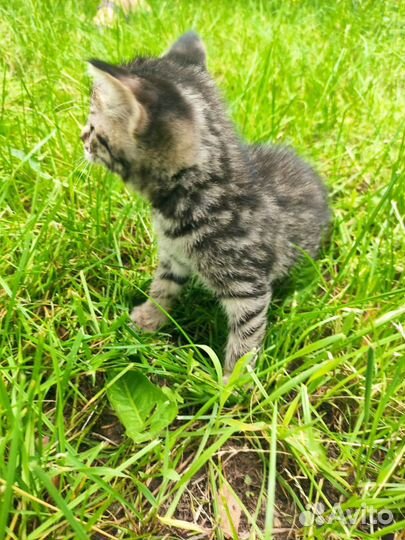 Котенок 9 мес. в добрые руки, Москва