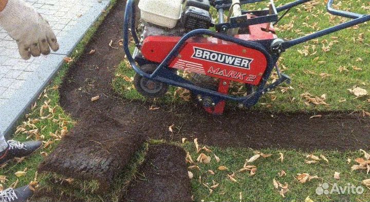 Продажа рулонного газона эконом