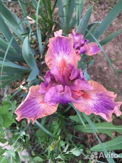 Ирисы карликовые