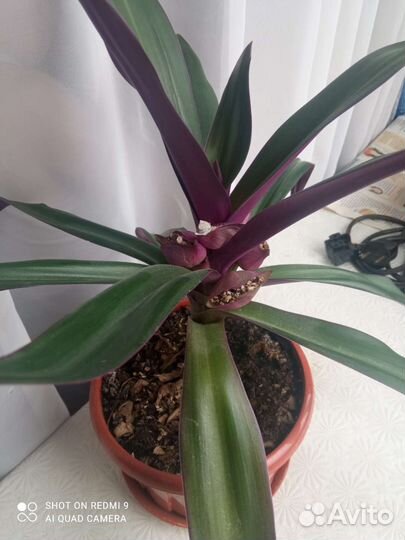 Комнатный цветок Рео