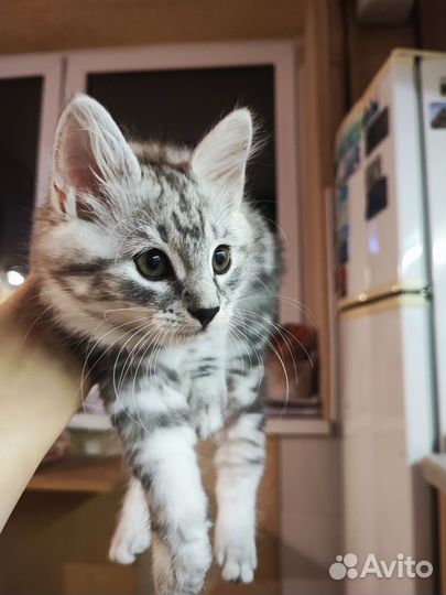 Кошки, питомцы домашние