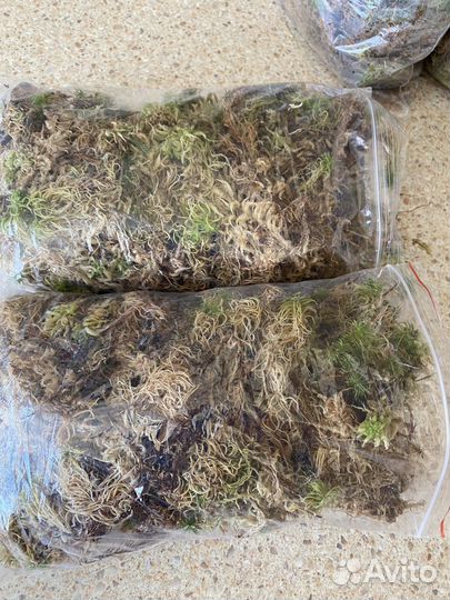 Мох сфагнум живой