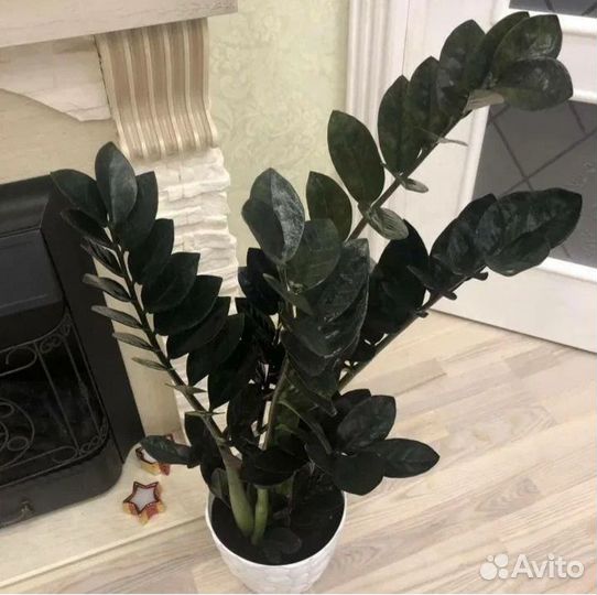 Замиокулькас зензи равен