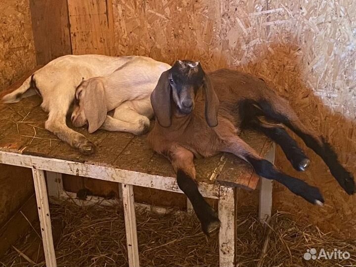 Коза альпийская