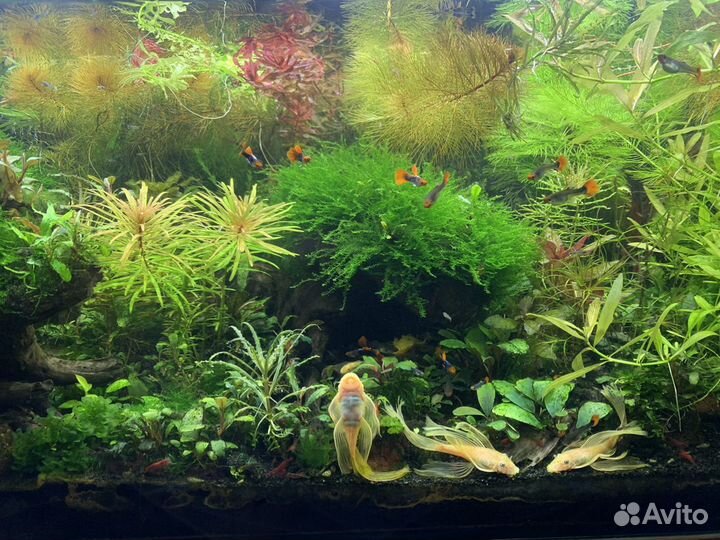 Мхи аквариумные