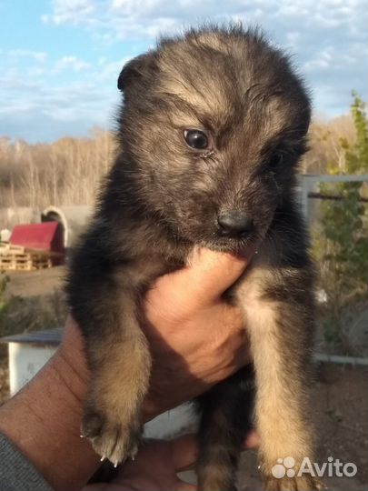 Щенки мальчики и девочки