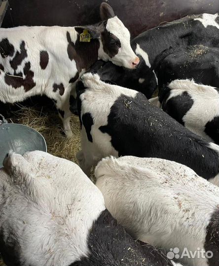 О Теляты бычки и тёлки