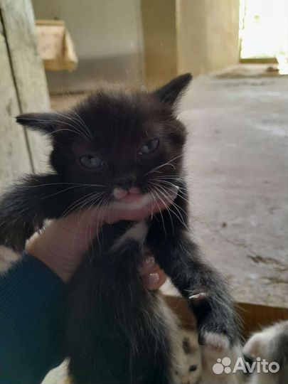 Котята бесплатно