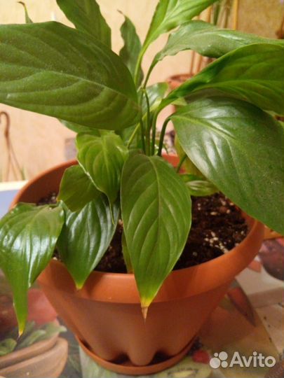 Продам хлорофитум