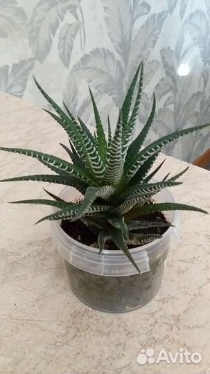 Суккуленты