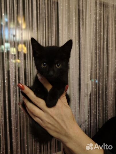 Кошка в дар