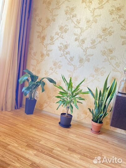 Драцена большая