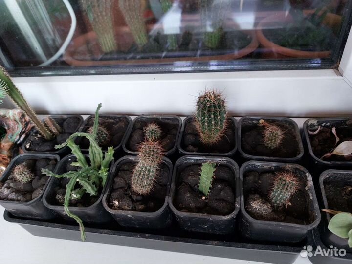 Кактусы