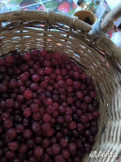 Клюква ягода