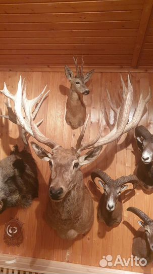 Коллекция чучел животных