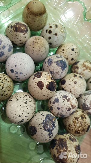 Яйца перепелиные
