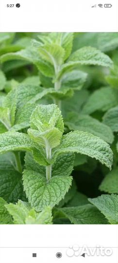 Саженцы - Мята, мелиса лимонная, чабрец