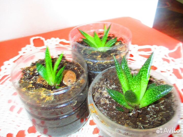 Комнатные растения цветы