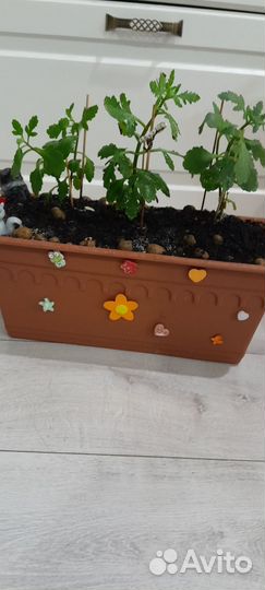 Азалия комнатная