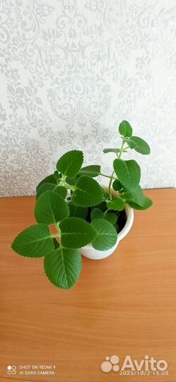 Мята комнатная