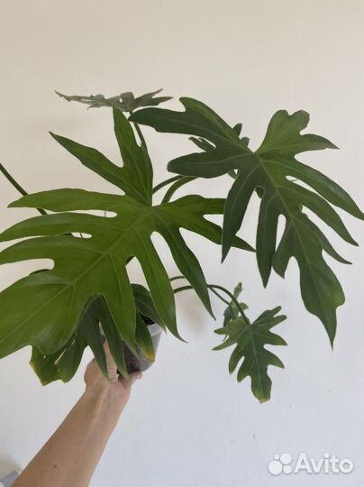 Филодендрон Т31 вар