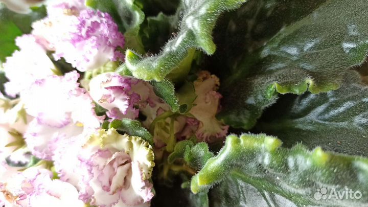 Фиалка ав-Герда листовые черенки срез