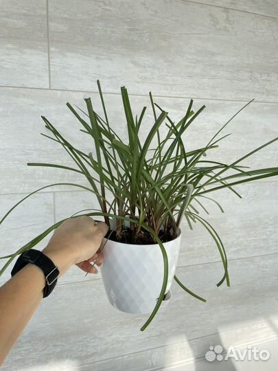 Зефирантес розовый выскочка