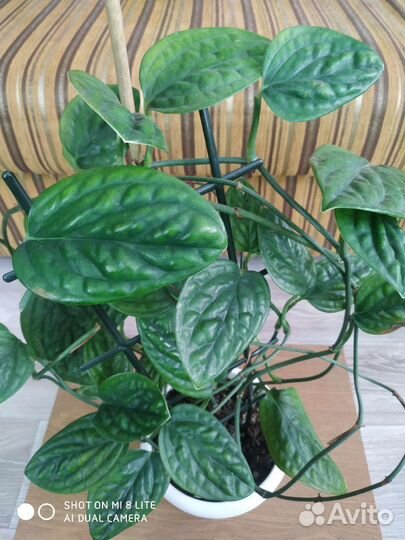 Сингониумы,алоказия,аглаонемы,сциндапсусы