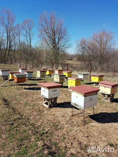 Пчелы улья пасека