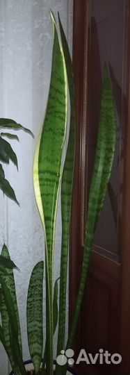 Сансевиерия, щучий хвост, тещин язык
