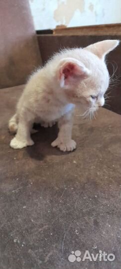 Коты,кошки,котята