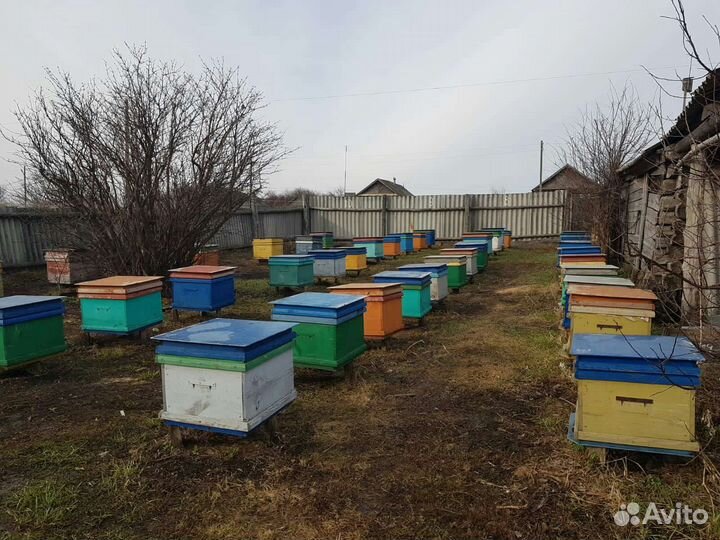 Пчёлы на высадку