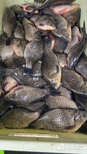 Карась живой