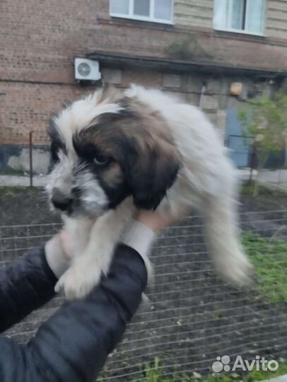 Ласковый красивый щенок