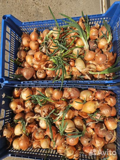 Лук на посадку