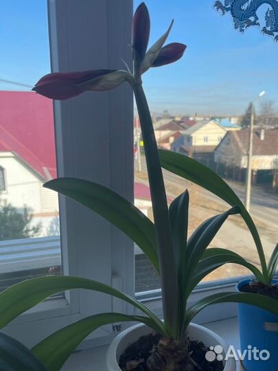 Гиппеаструм амариллис