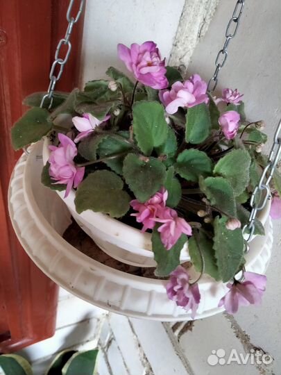 Сортовые фиалки