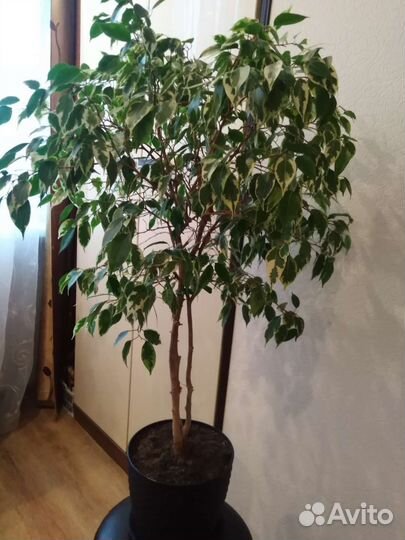 Фикус бенджамина пестролистный